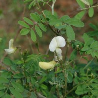 Tephrosia villosa (L.) Pers.